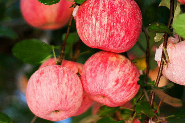 How Does a Curved Surface Gloss Meter Measure the Glossiness of Apples?